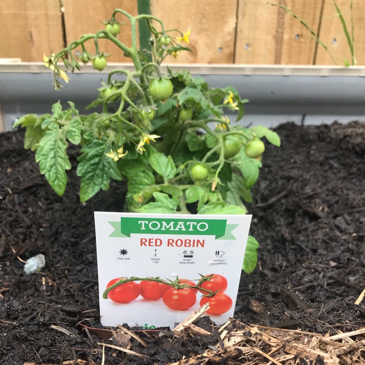 Plant image Solanum Lycopersicum var. cerasiforme 'Red Robin'