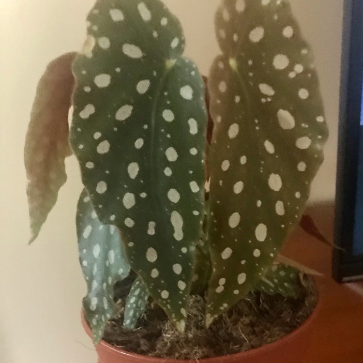 Plant image Begonia maculata 'Raddi'