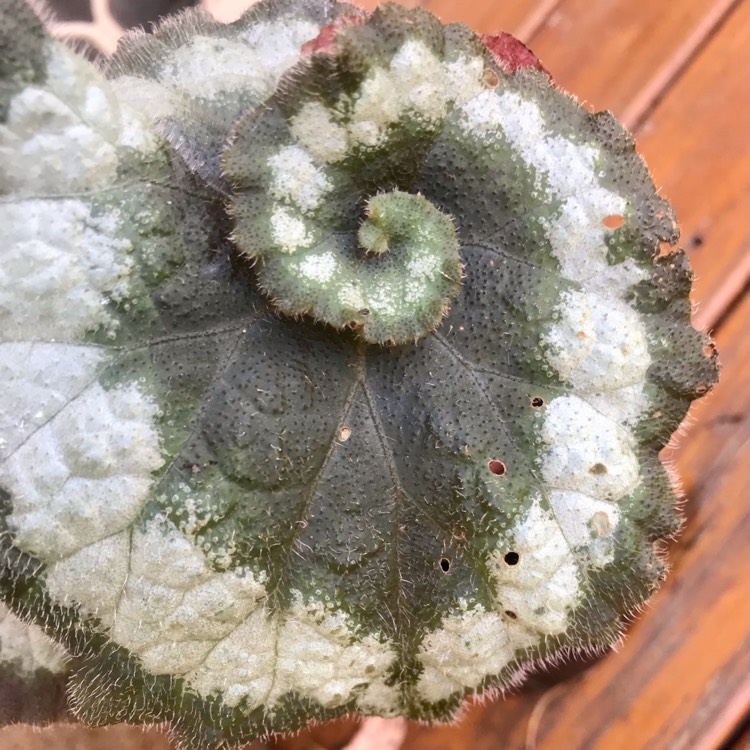 Plant image Begonia (Rex Cultorum Group) 'Escargot' syn. Begonia rex 'Escargot'