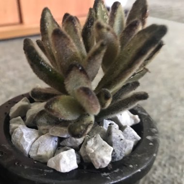 Kalanchoe tomentosa