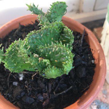 Euphorbia Flanaganii