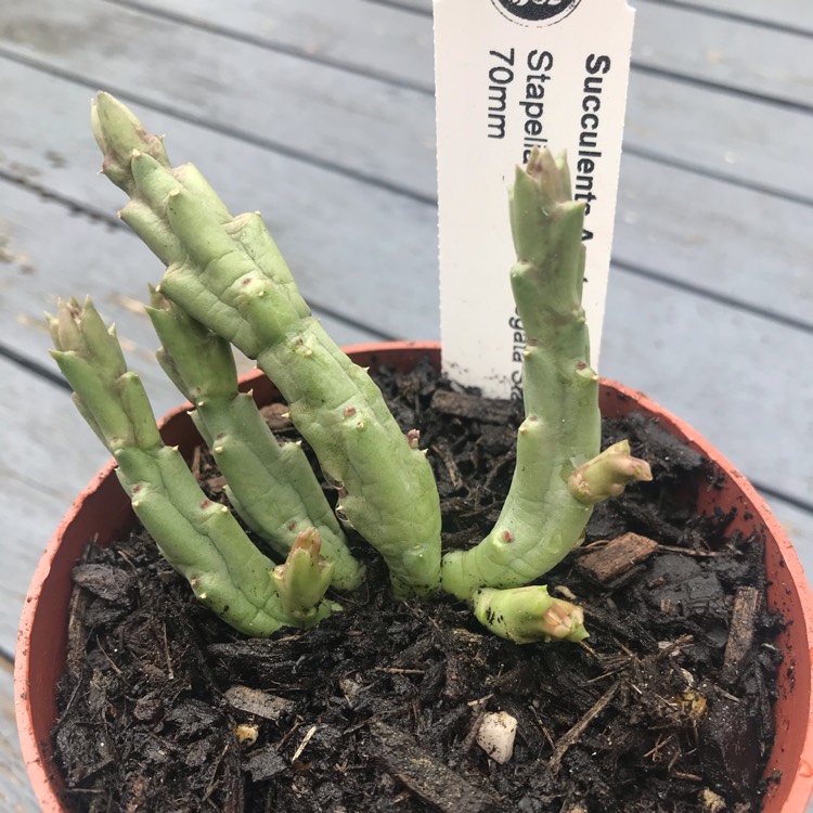 Plant image Stapelia paniculata var. scitula