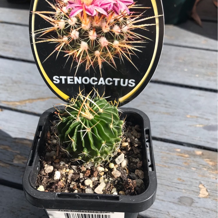 Plant image Stenocactus  syn. Echinofossulocactus