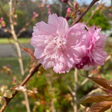 Jody's garden