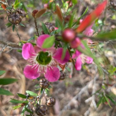 Jody's garden