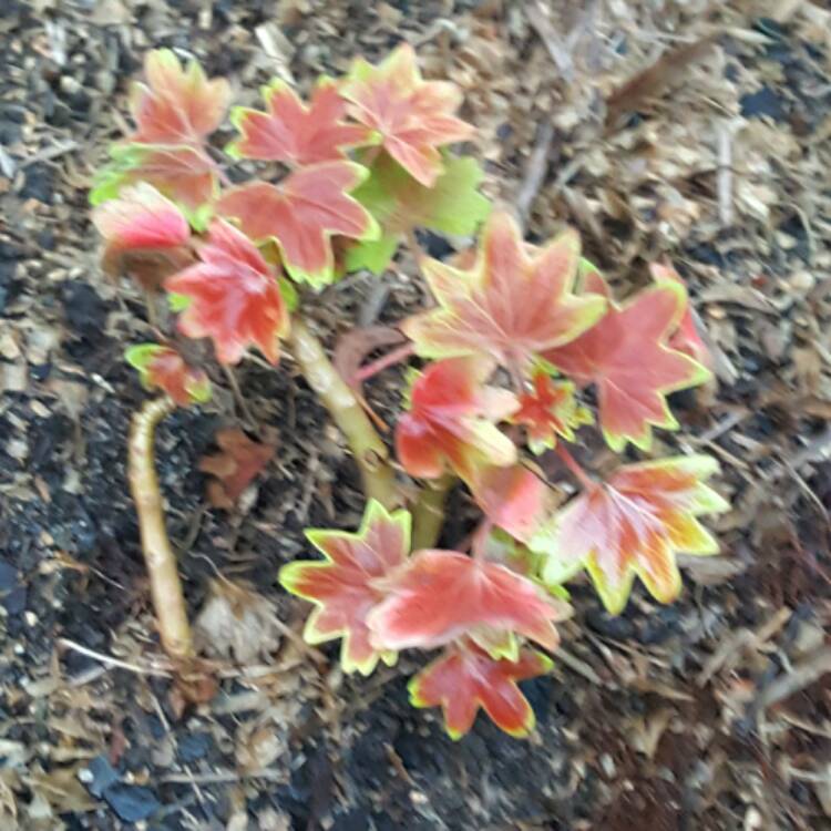 Plant image Pelargonium 'Lotusland'