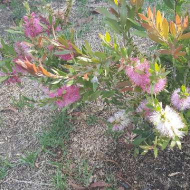 Callistemon viminalis 'Pink Alma'