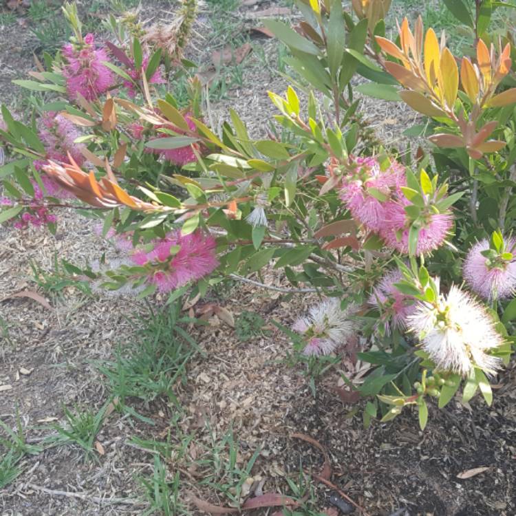 Plant image Callistemon viminalis 'Pink Alma'