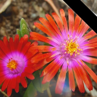 Drosanthemum Hispidum