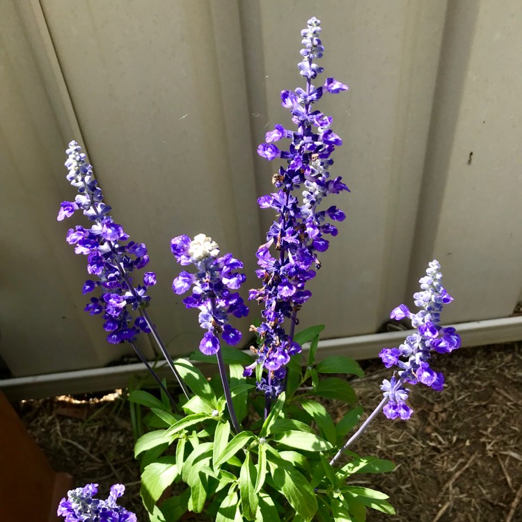 Plant image Salvia farinacea 'Victoria Blue'