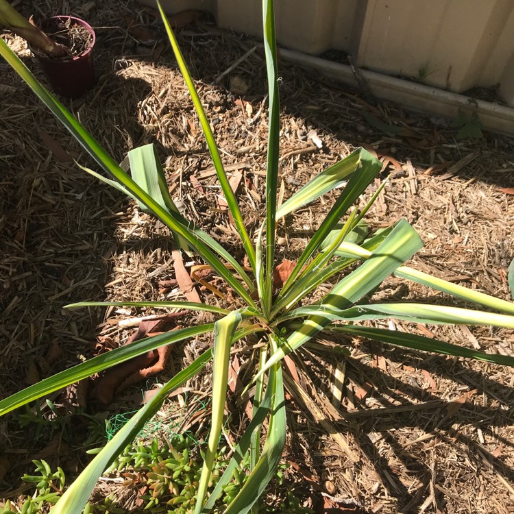 Plant image Agave Furcraea Foetida Mediopicta