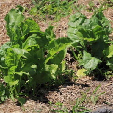 Beta Vulgaris var Cicla