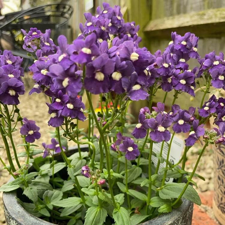 Plant image Nemesia strumosa 'KLM'