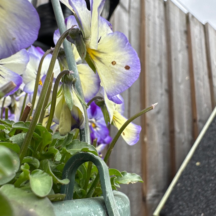 Plant image Viola x wittrockiana 'Skyline Copperfield' syn. Viola 'Copperfield'