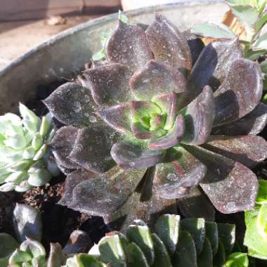 Echeveria Black Prince