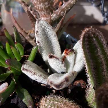 Kalanchoe Tomentosa 'Chocolate Soldier'