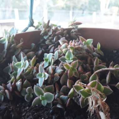 Crassula 'Isabella'