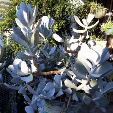 Cotyledon Orbiculata 'Silver Peak'