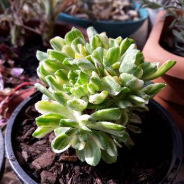 Aeonium Suncup