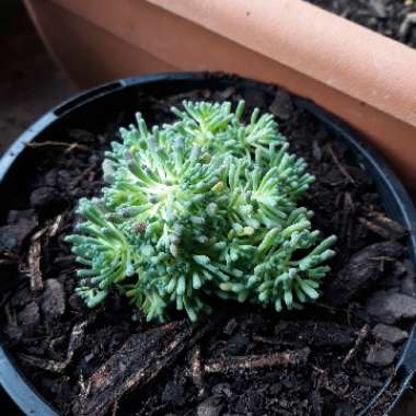 Sedum rubens 'Lizard Of Madagascar'