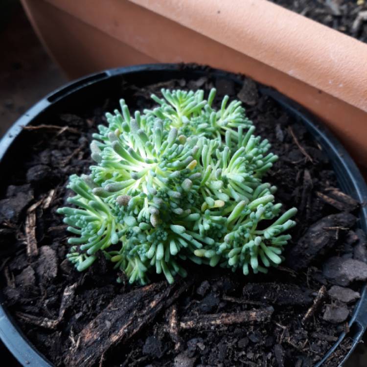 Plant image Sedum rubens 'Lizard Of Madagascar'