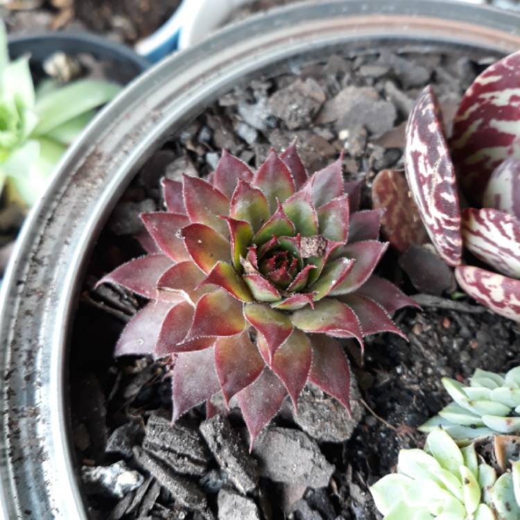 Plant image Sempervivum Cherry Berry