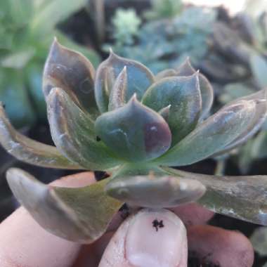 Echeveria Black Prince