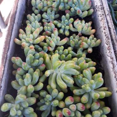 Sedum pachyphyllum