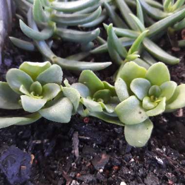 Aeonium Aureum