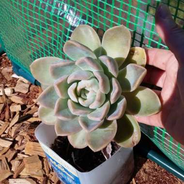 Graptopetalum 'Ghost plant'