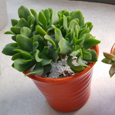 Crassula undulatifolia 'Max Cook'