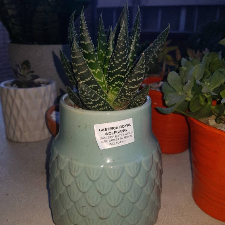 Plant image Gasteria Royal Wolfgang