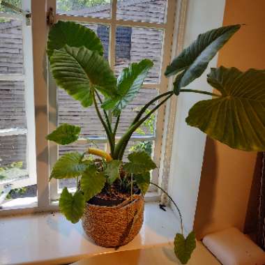 Elephant Ear (Alocasia)