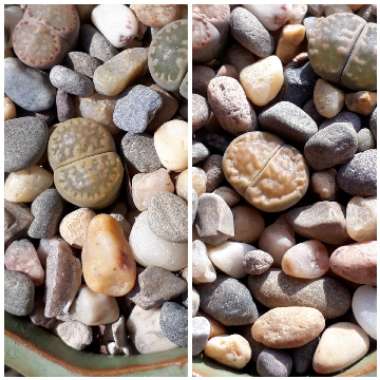 Lithops