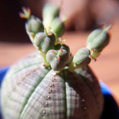 Euphorbia Obesa