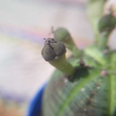 Euphorbia Obesa