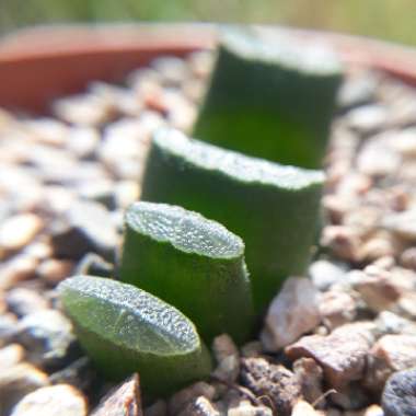 Haworthia truncata var. truncata