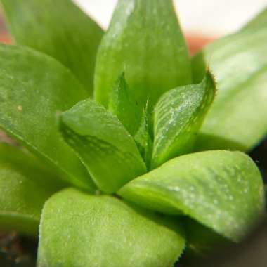 Haworthia retusa