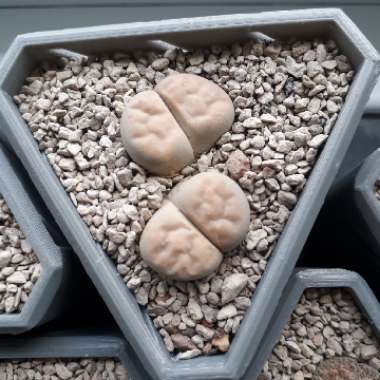 Lithops Karasmontana