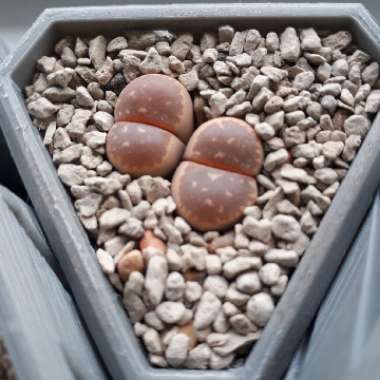 Lithops Olivaceae Nebrownii