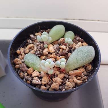 Pachyphytum oviferum