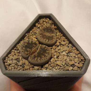 Lithops Lesliei var. Venteri