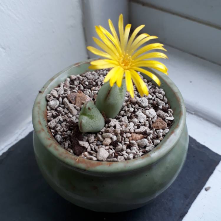 Plant image Conophytum bilobum syn. Derenbergia biloba, Mesembryanthemum bilobum