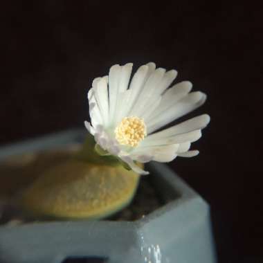 Lithops Lesliei Albinica