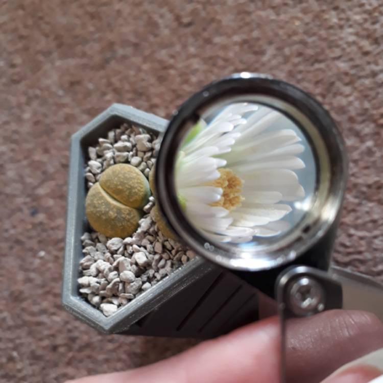 Plant image Lithops Lesliei Albinica