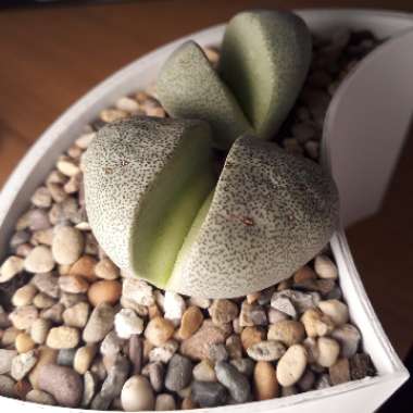 Pleiospilos nelii