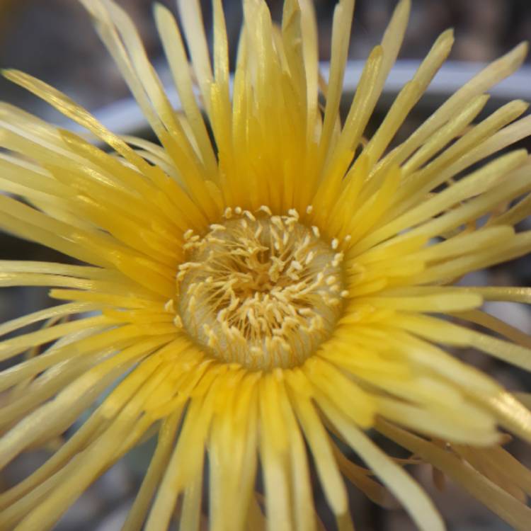 Plant image Argyroderma delaetii