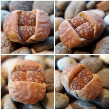 Lithops Aucampiae