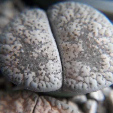 Lithops Lesliei