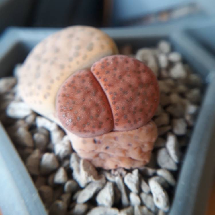 Plant image Lithops Fulviceps C266